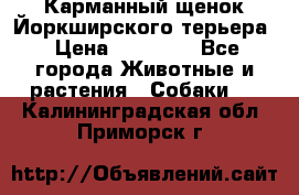 Карманный щенок Йоркширского терьера › Цена ­ 30 000 - Все города Животные и растения » Собаки   . Калининградская обл.,Приморск г.